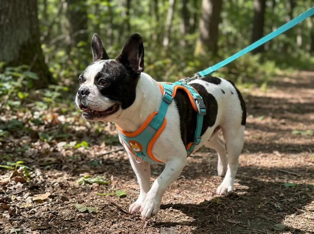 Pied black-and-white French Bulldog on a woodland trail wearing the blue suede step-in harness