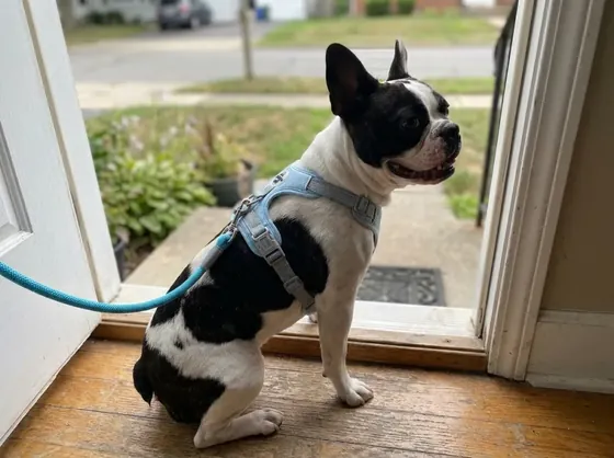 Pied black-and-white French Bulldog on a doorstep wearing the blue x harness set