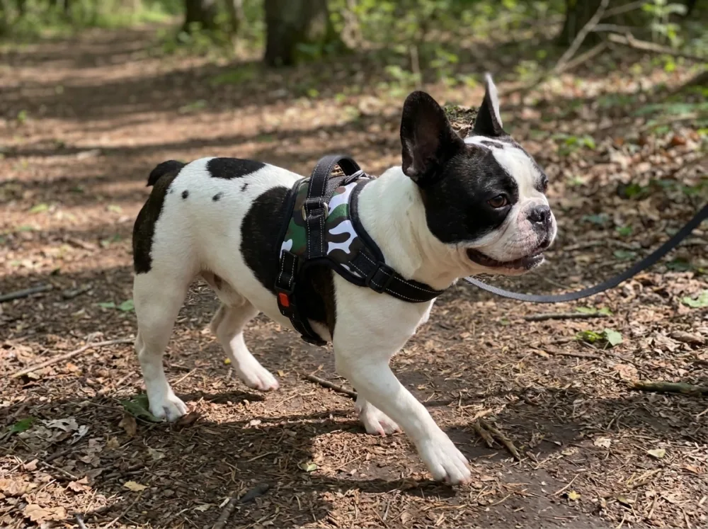 Pied black-and-white French Bulldog on a woodland trail wearing the camo white leopard escape-proof harness