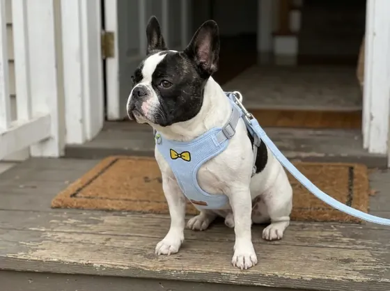Pied black-and-white French Bulldog on a doorstep wearing the fleece blue fleece and suede vest harness