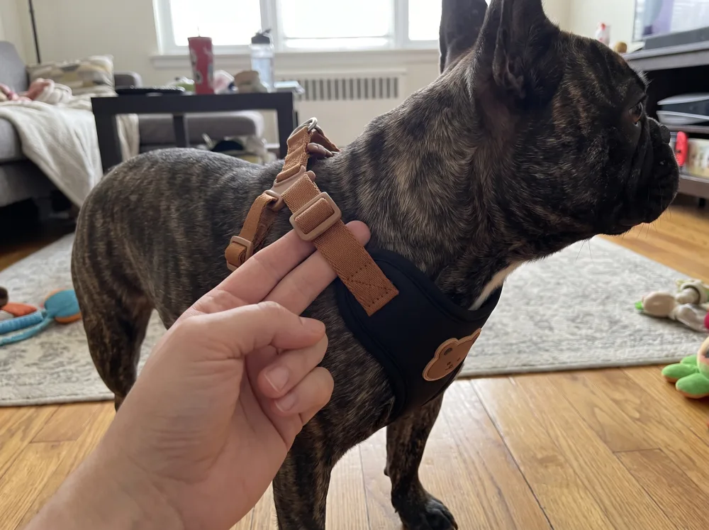 A hand slipping two fingers flat under the brown shoulder strap of the black harness worn by a brindle French Bulldog.